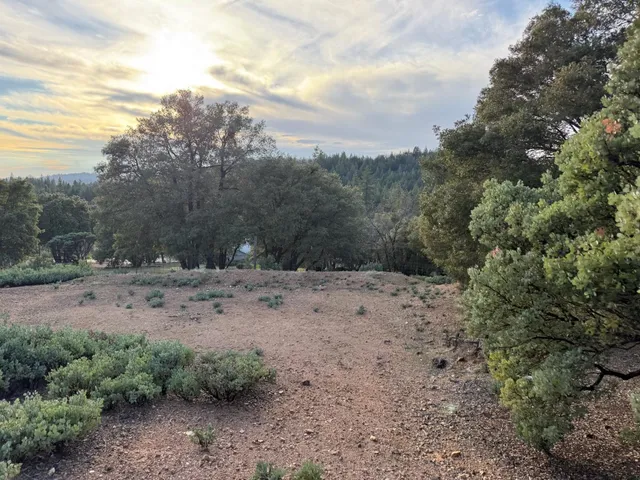 a view of a dry yard with trees