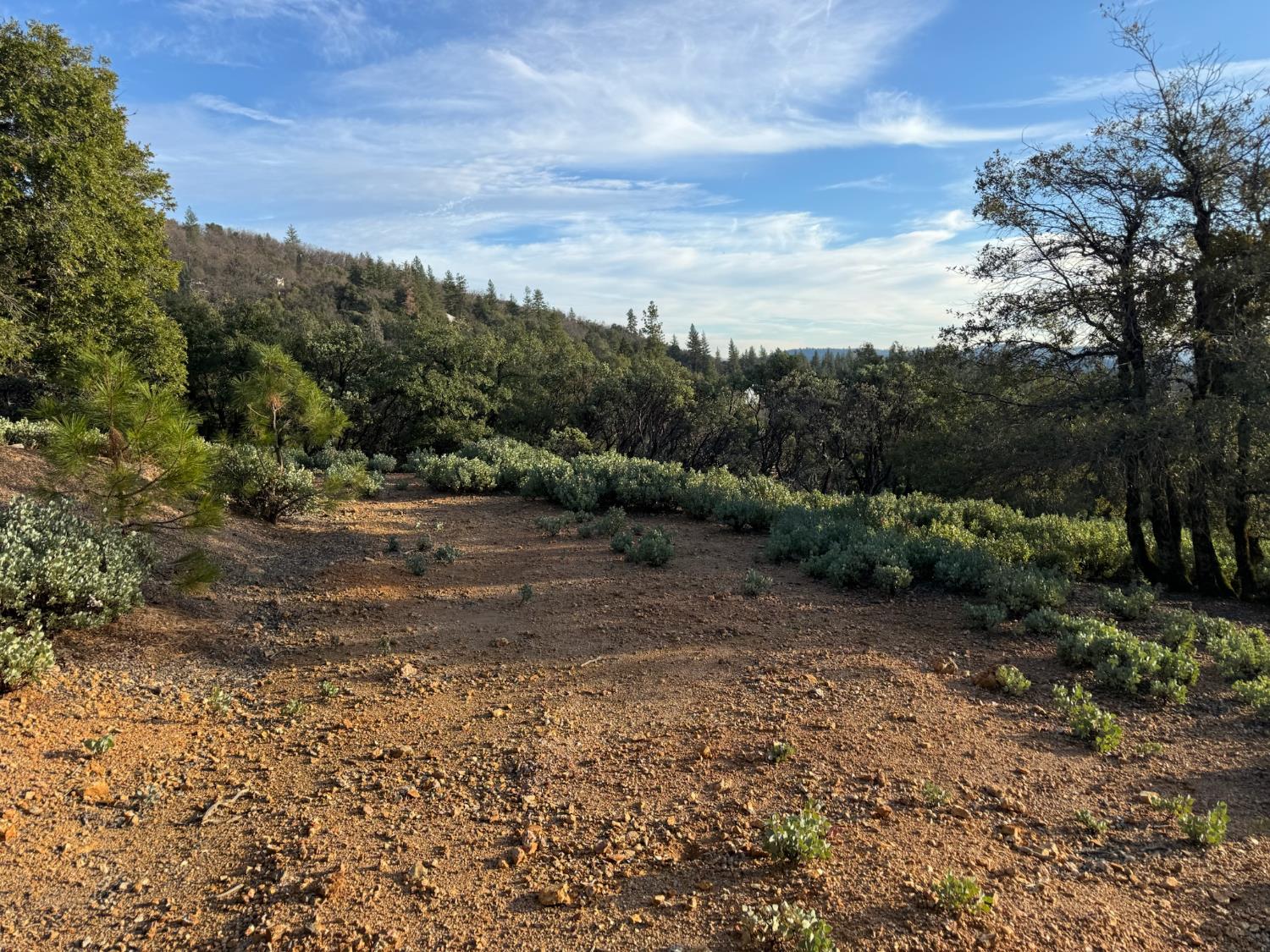 13787 Manion Canyon Road Grass Valley, CA 95945 - Photo 16 of 21 a view of a yard with a tree