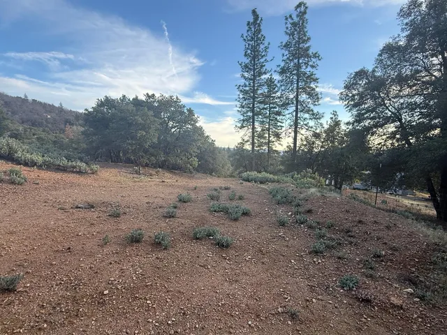 a view of a backyard with plants and trees