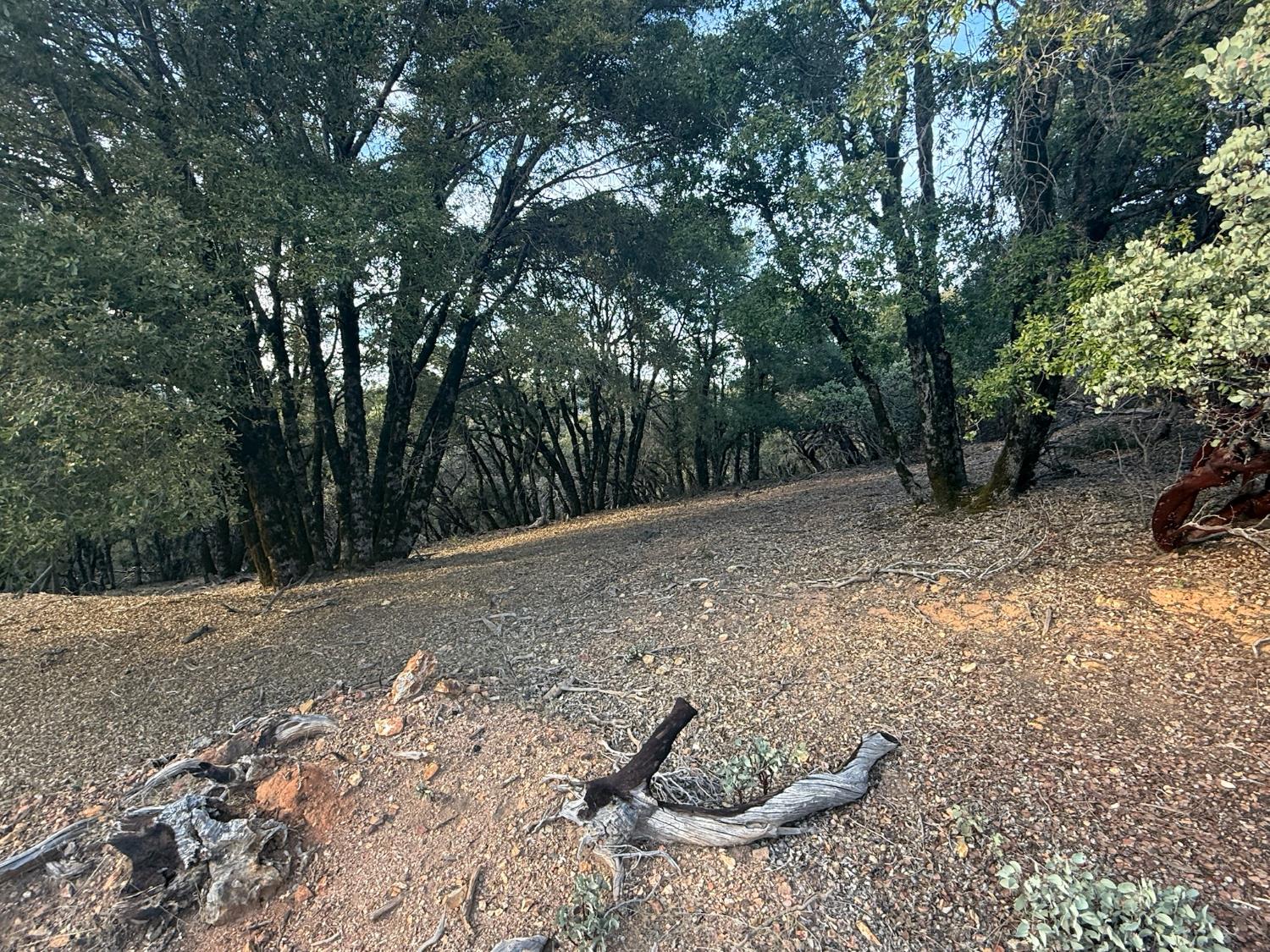 13787 Manion Canyon Road Grass Valley, CA 95945 - Photo 19 of 21 a view of a backyard with plants and trees
