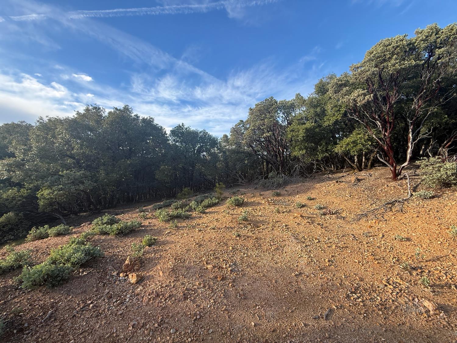 13787 Manion Canyon Road Grass Valley, CA 95945 - Photo 20 of 21 a view of a yard with a tree