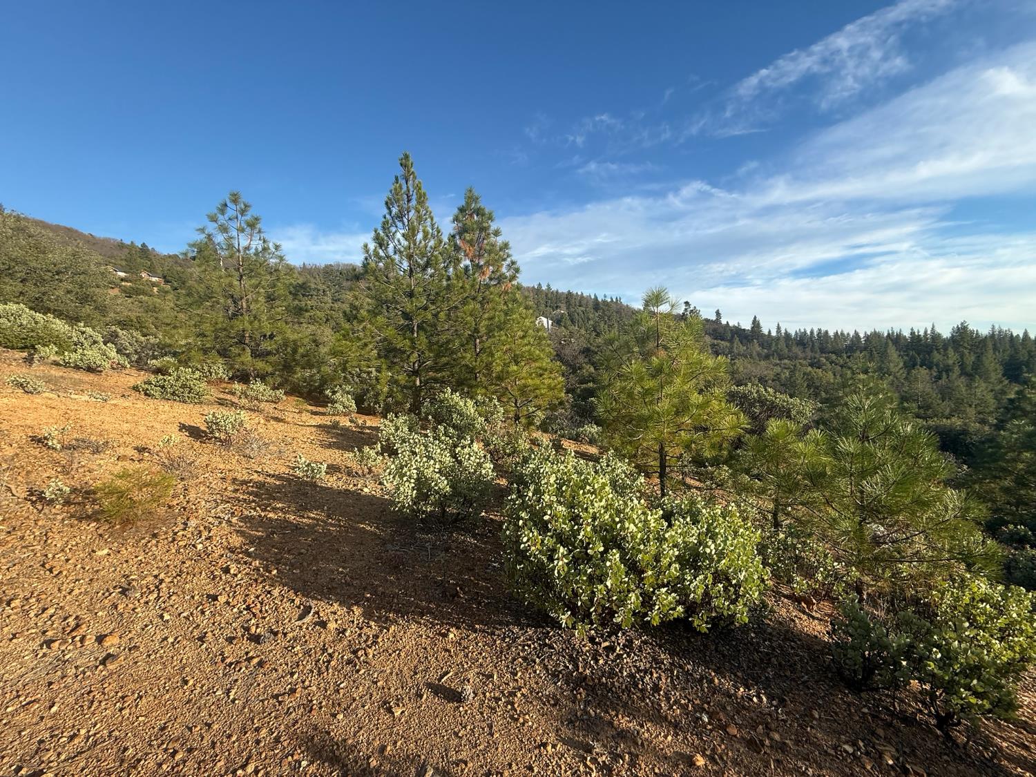 13787 Manion Canyon Road Grass Valley, CA 95945 - Photo 3 of 21 a view of a yard with an trees