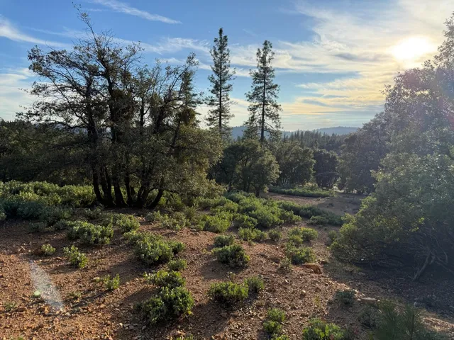 a view of a forest with trees