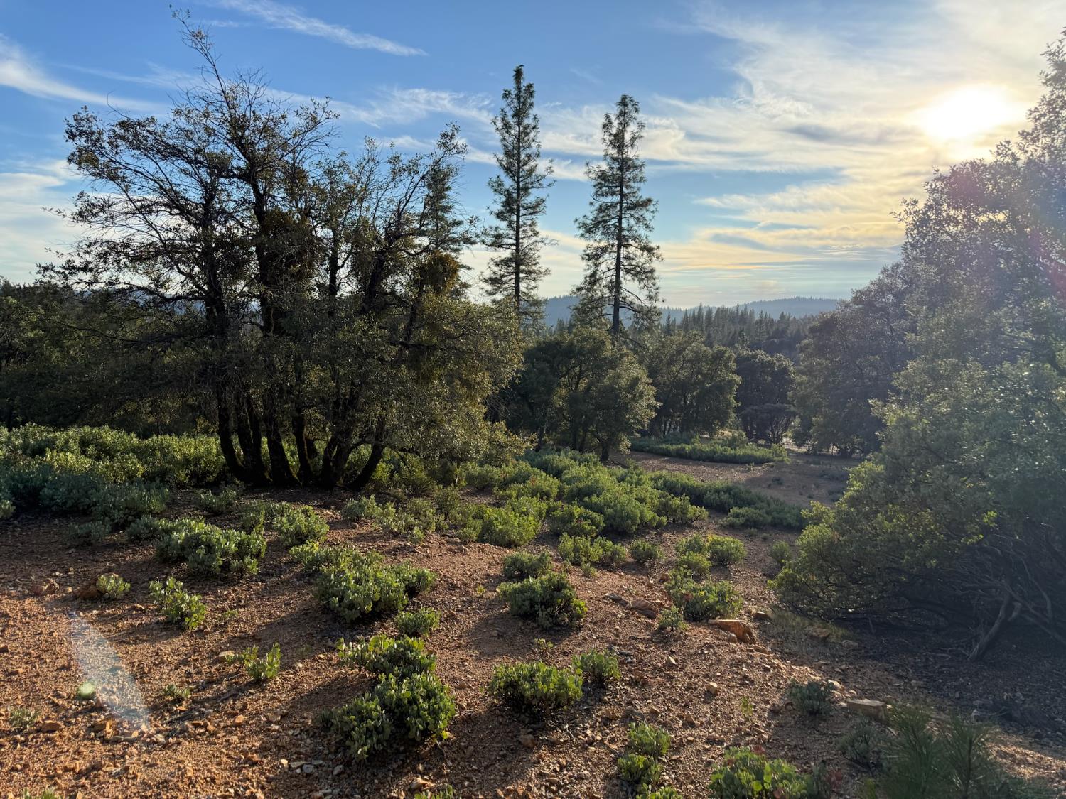 13787 Manion Canyon Road Grass Valley, CA 95945 - Photo 6 of 21 a view of a forest with trees