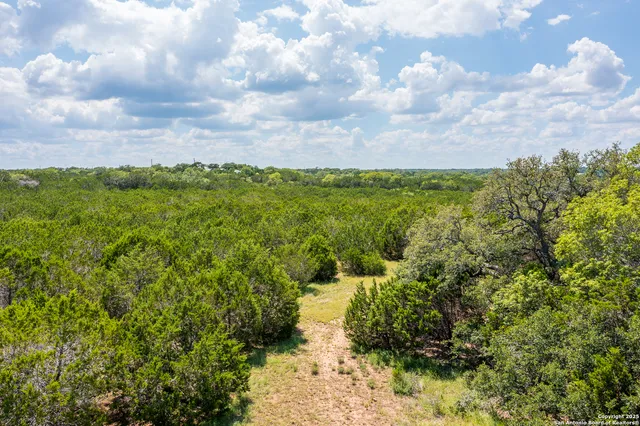 a view of a bunch of flowers and trees