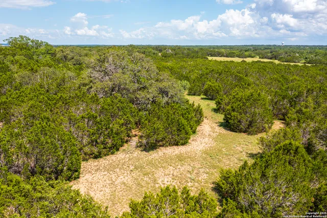 a view of a yard with plants and large trees
