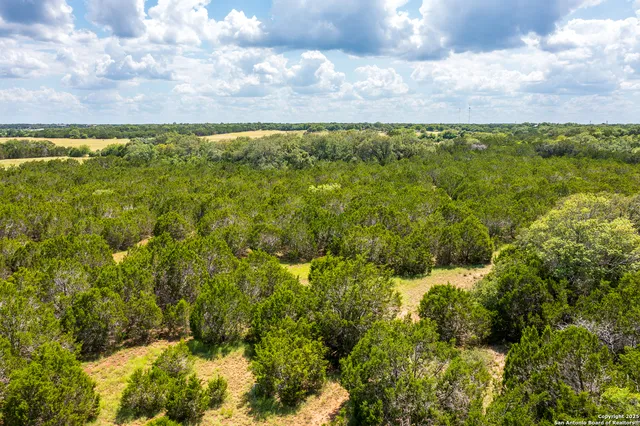 a view of a yard with plants and a tree
