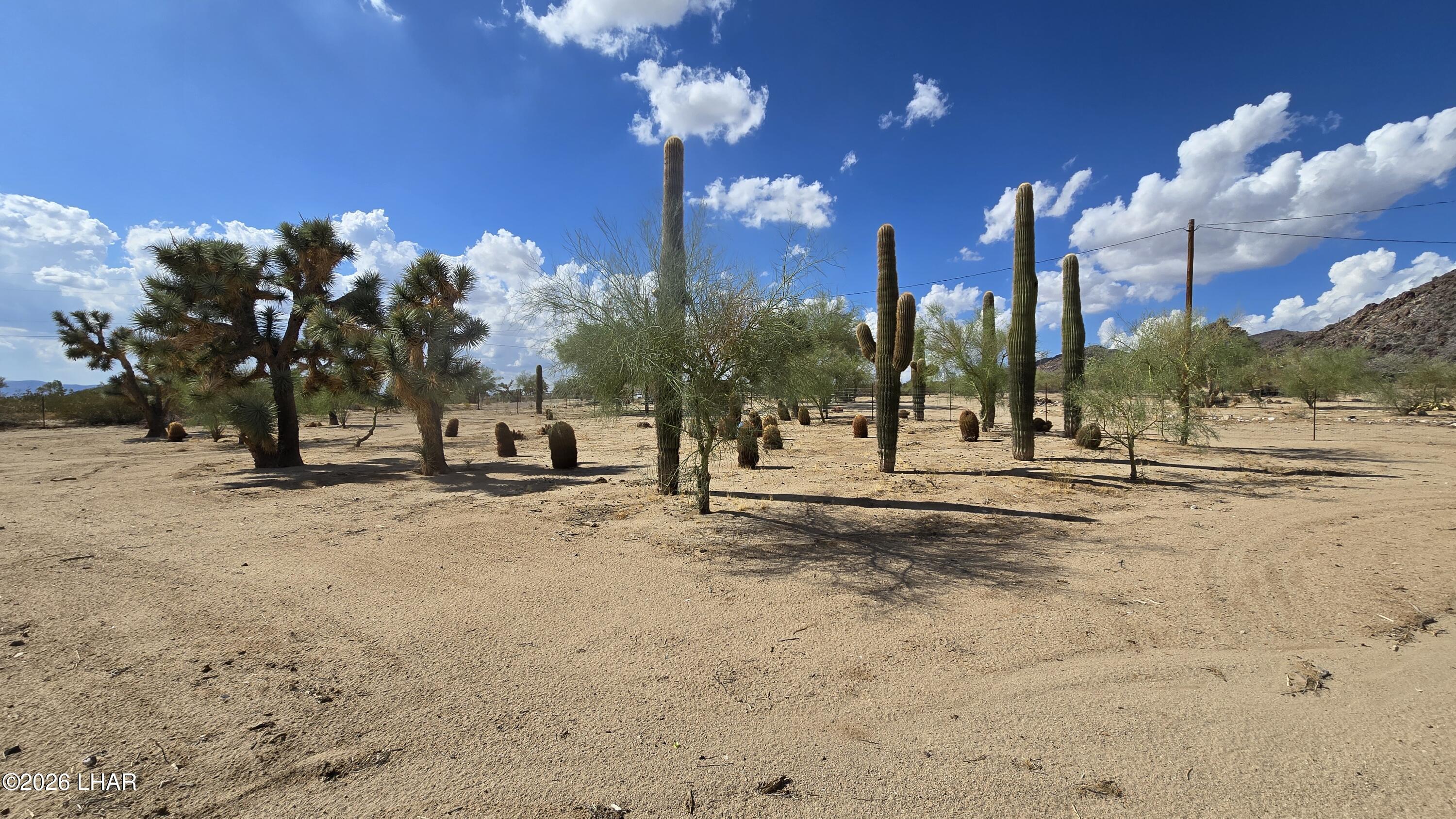11844 Nolan Road Yucca, AZ 86438 - Photo 1 of 32 Saguaro Cactus garden