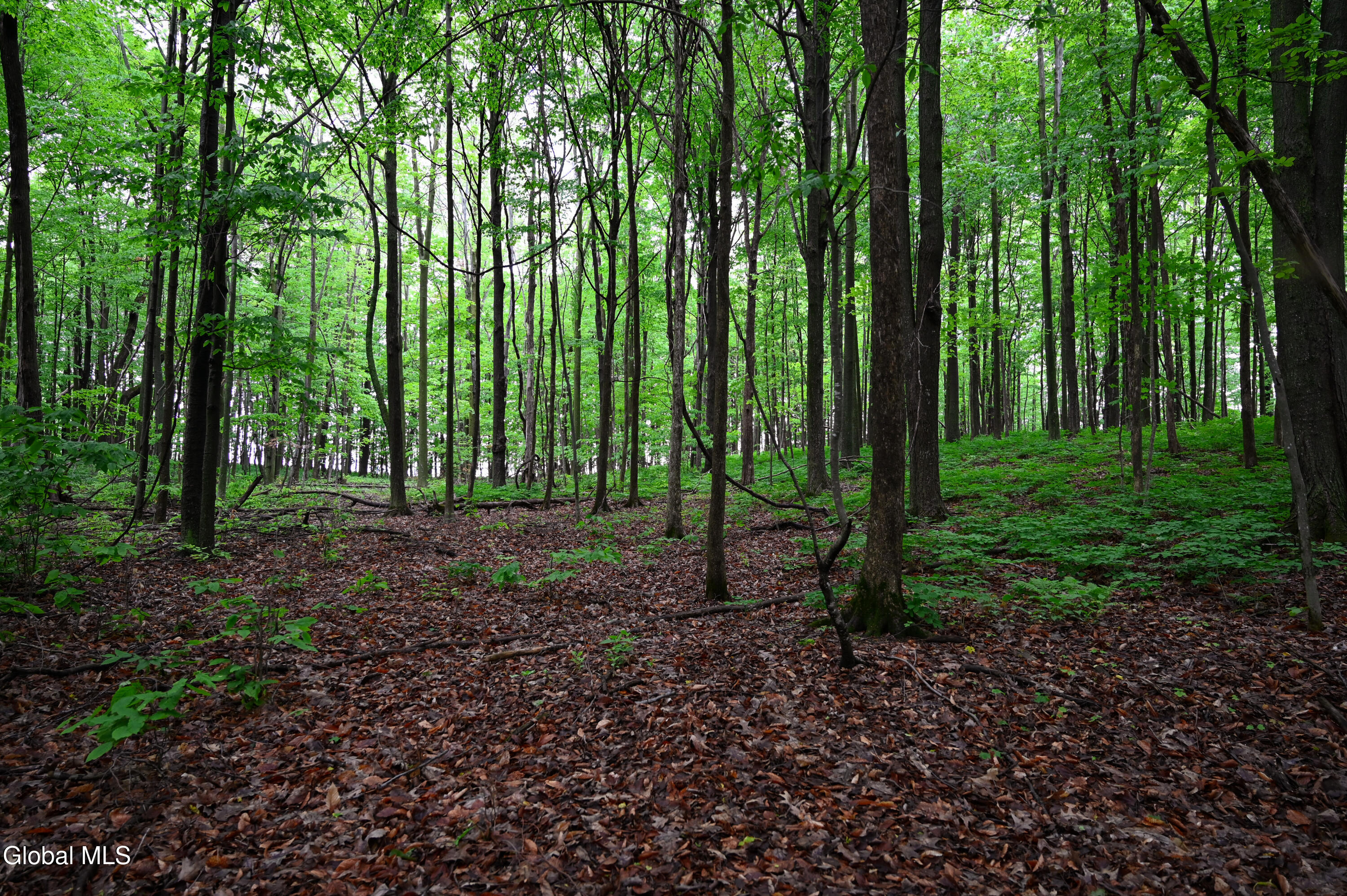 144 Maple Bush Road Cobleskill, NY 12043 - Photo 67 of 83 DSC_7266