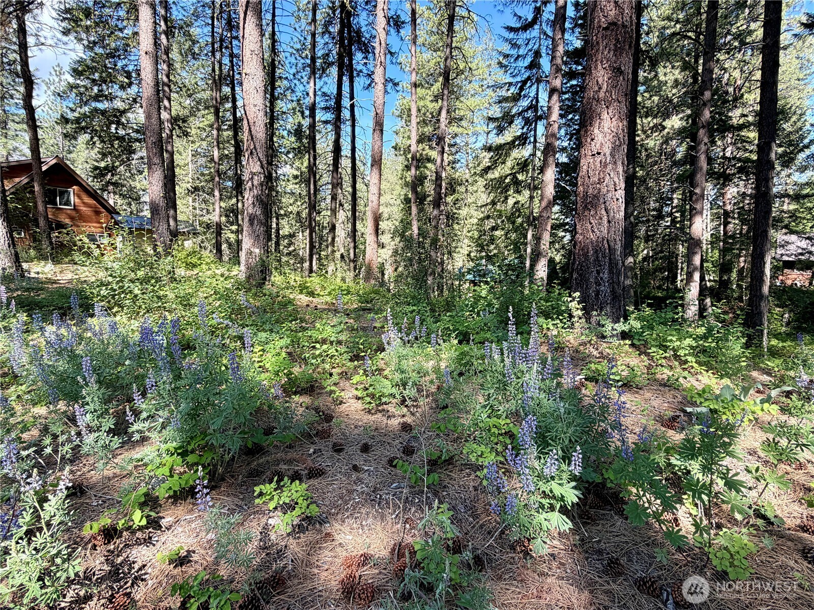 11 Highland Mdw Road Winthrop, WA 98862 - Photo 13 of 25 a view of outdoor space and green space