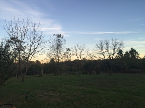 437 Blackwell Road Mendenhall, MS 39114 - Photo 6 of 14 Photo 6