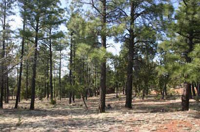2278 Lindberg Road, Unit 66 Overgaard, AZ 85933 - Photo 1 of 6 Primary Photo