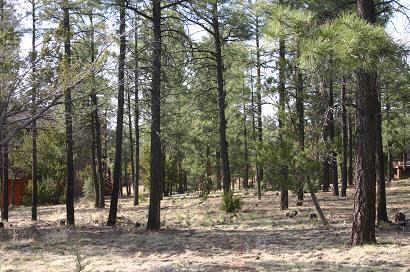 2278 Lindberg Road, Unit 66 Overgaard, AZ 85933 - Photo 3 of 6 Additional Photo