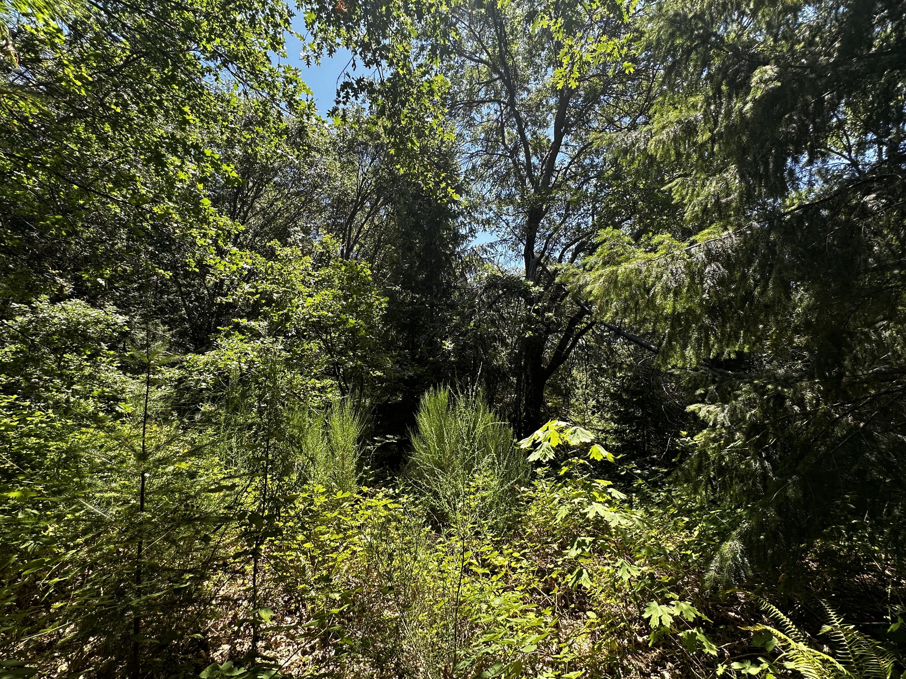 0 French Camp Road Hoopa, CA 95546 - Photo 6 of 8