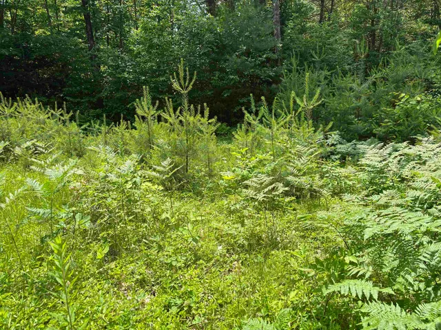 $80,000 | 0 Simonsville Road, Unit LOT 3, Andover, VT 05143