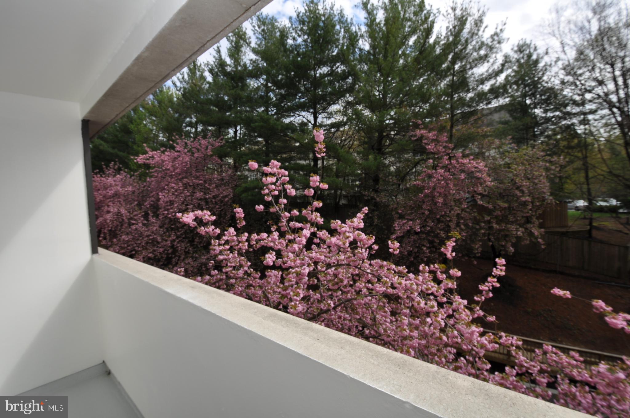 5911 Edsall Road, Unit 403 Alexandria, VA 22304 - Photo 11 of 29 a view of a garden