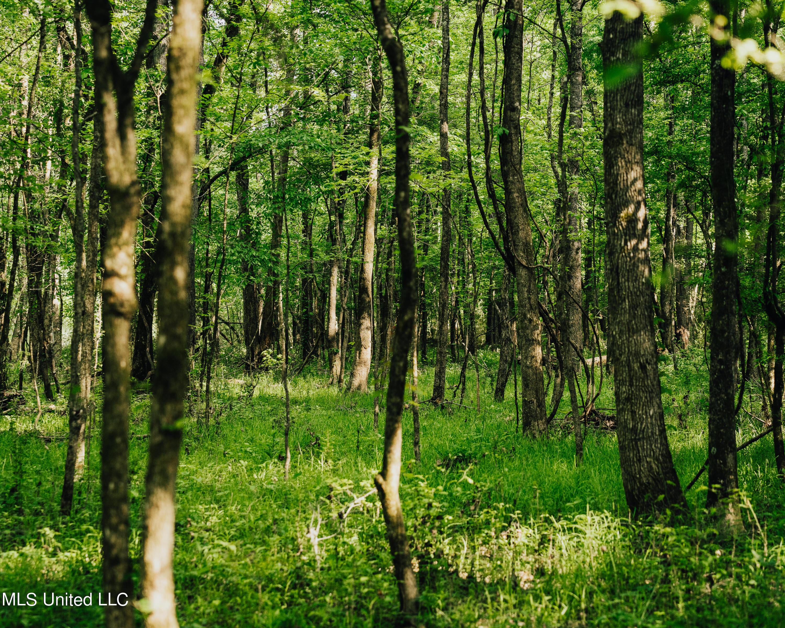 479 Rocky Hill Road Pickens, MS 39146 - Photo 35 of 43 297 madison land and improvements-3