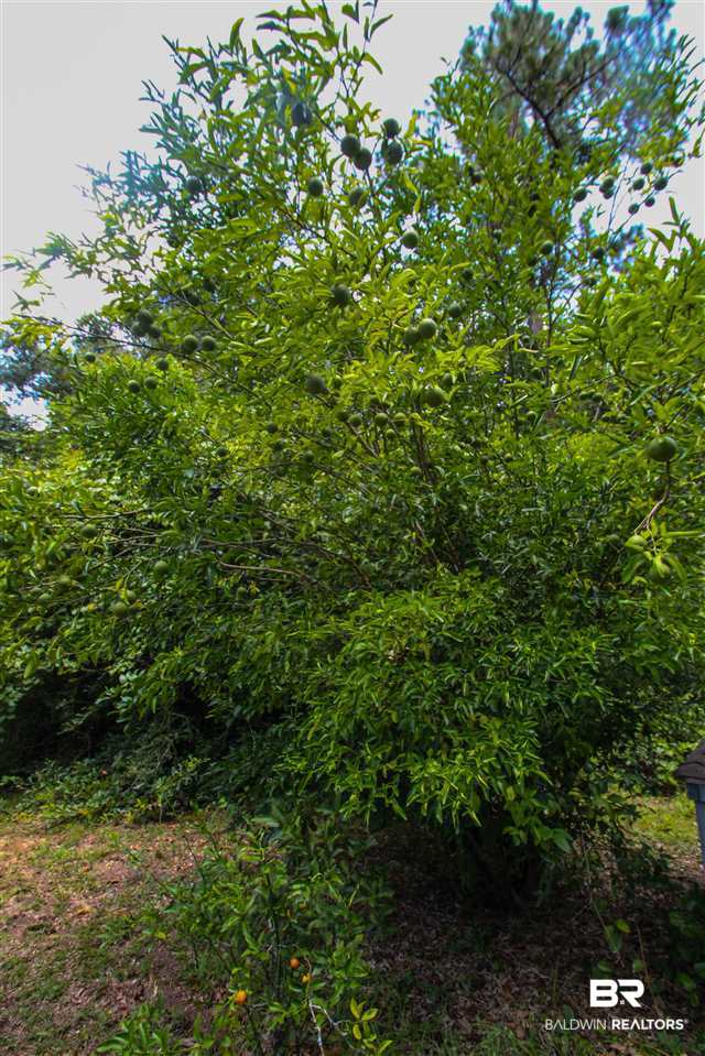 12951 County Road 26 Foley, AL 36535 - Photo 30 of 39