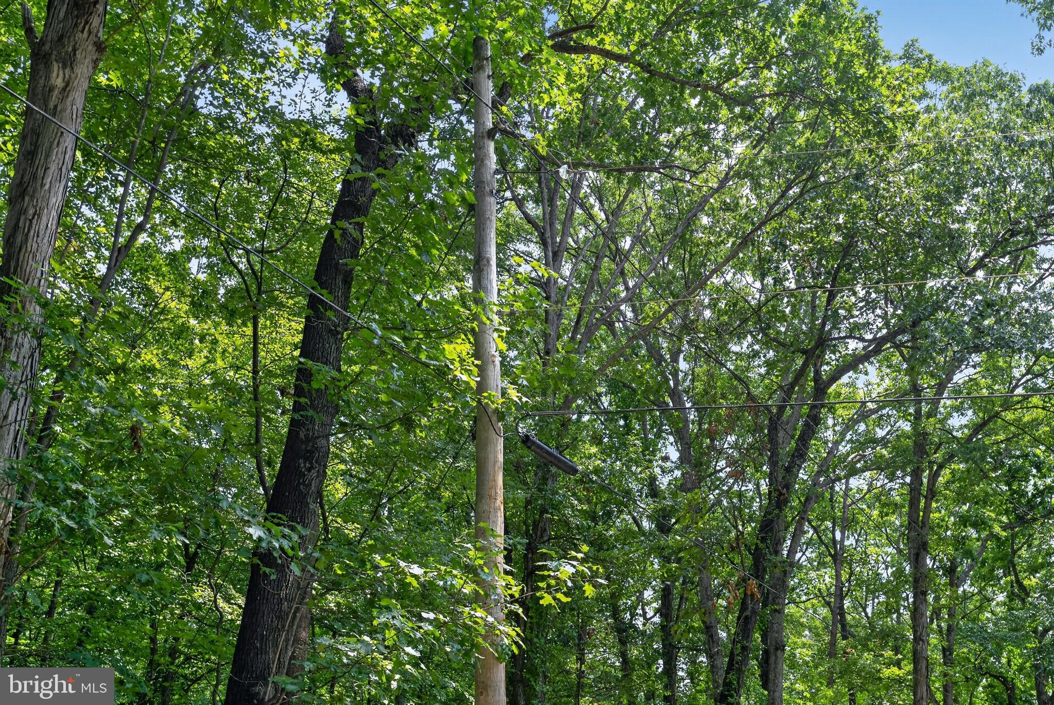 Indian Trail Road Luray, VA 22835 - Photo 13 of 23 Lush greenery envelops a utility pole.