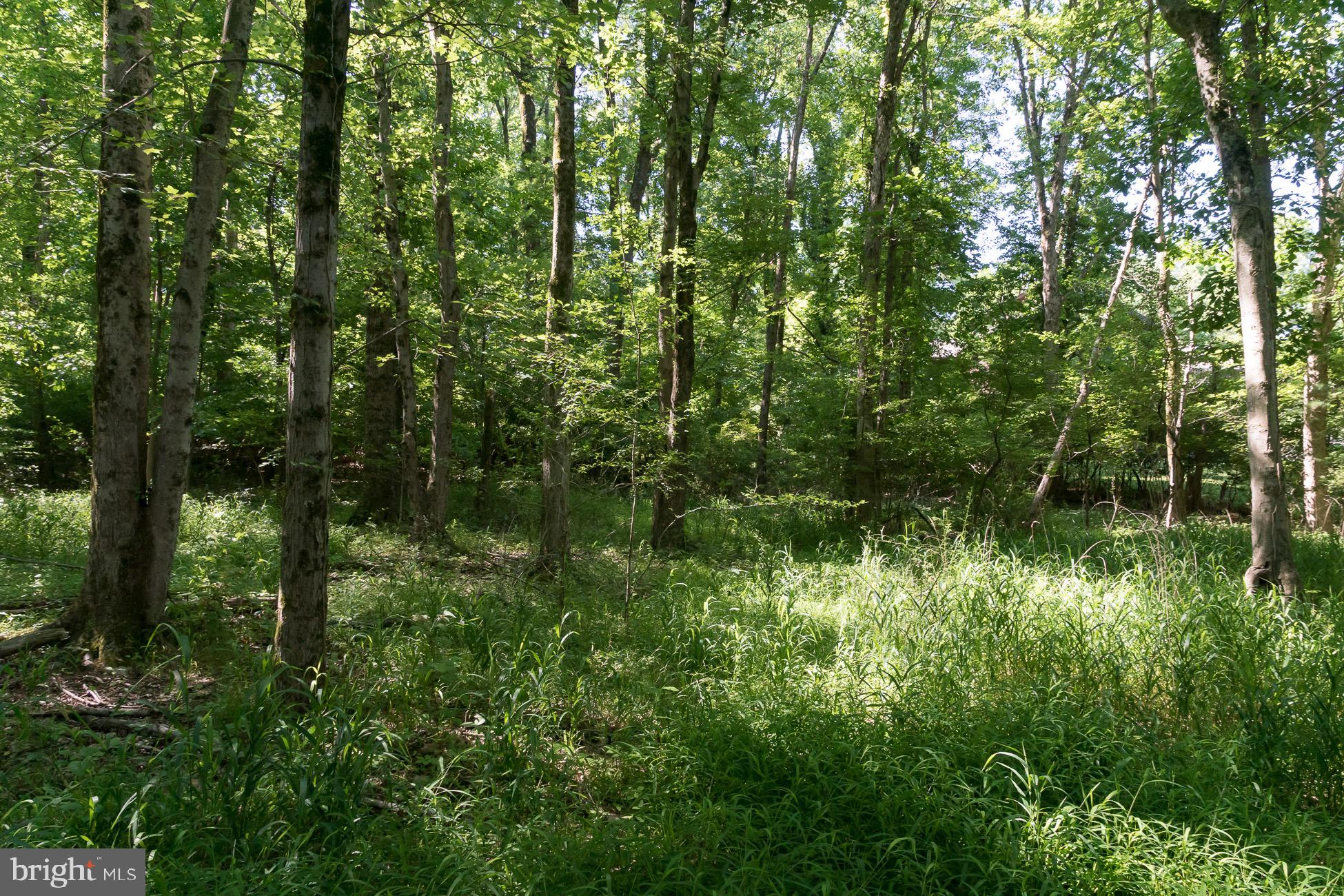 156 Wilson Road Princeton, NJ 08540 - Photo 2 of 8 a view of a lush green forest
