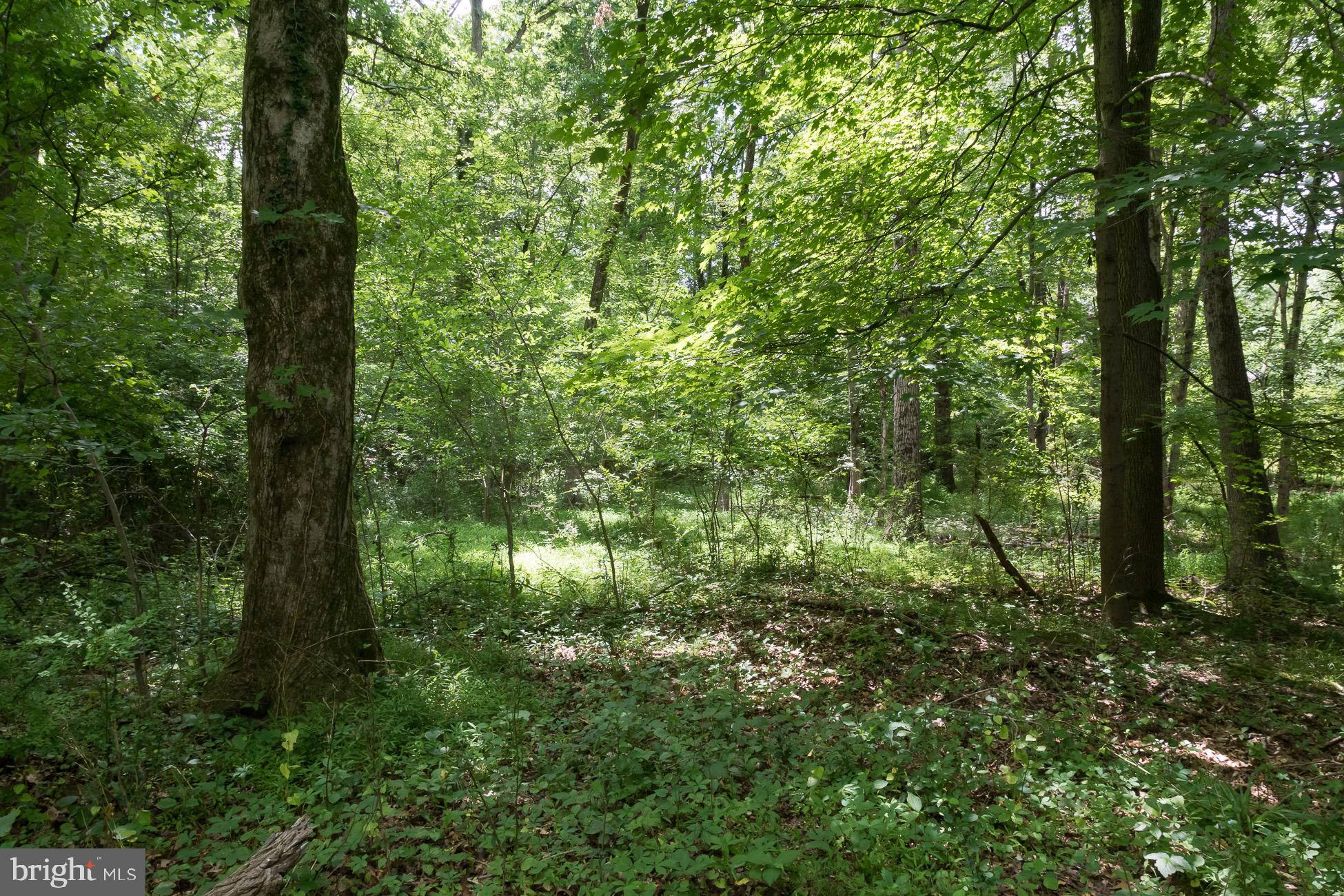 156 Wilson Road Princeton, NJ 08540 - Photo 3 of 8 a view of a forest