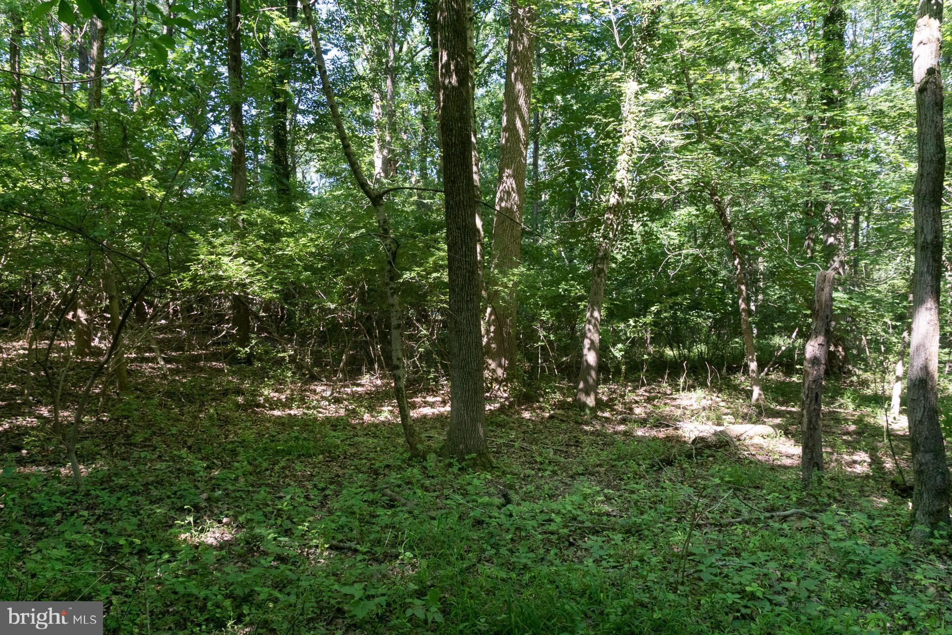 156 Wilson Road Princeton, NJ 08540 - Photo 4 of 8 a view of forest