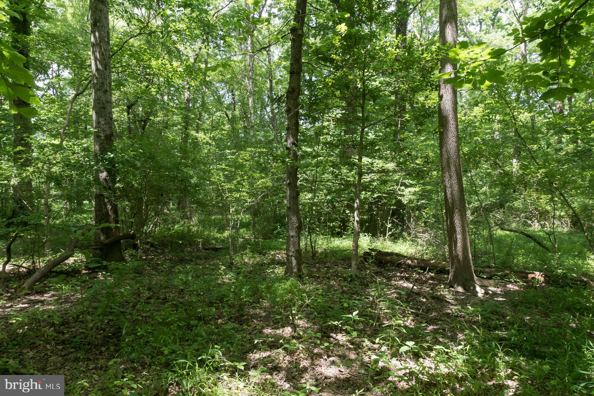 156 Wilson Road Princeton, NJ 08540 - Photo 5 of 8 a view of a forest