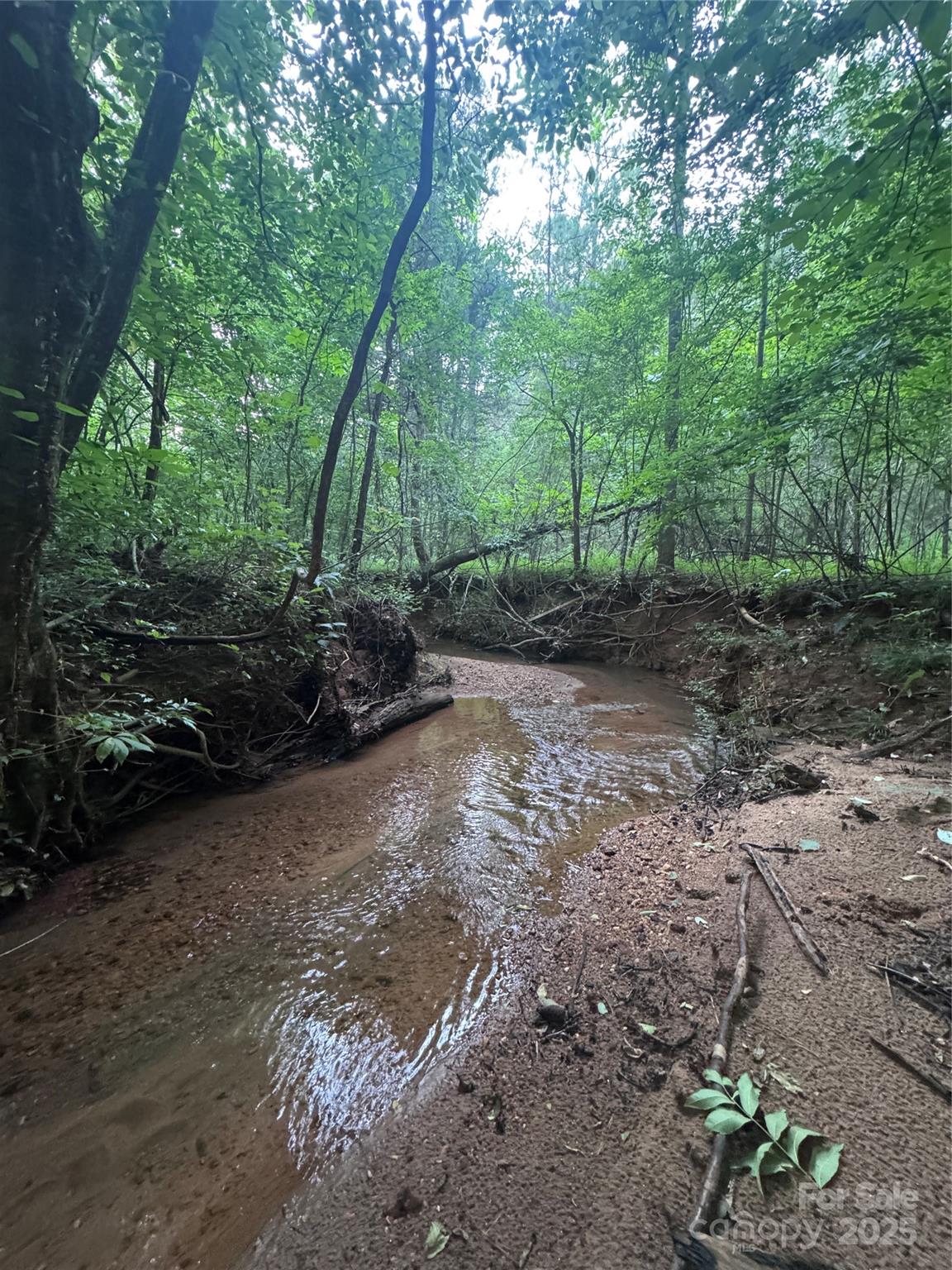 a view of a forest filled with trees