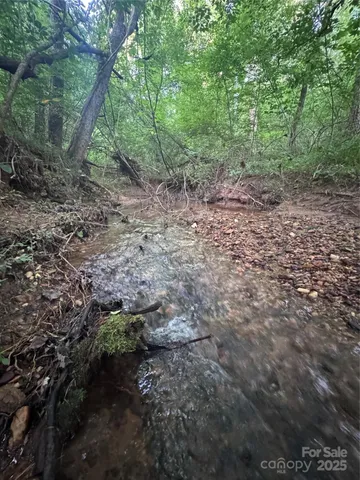 a view of a forest filled with trees