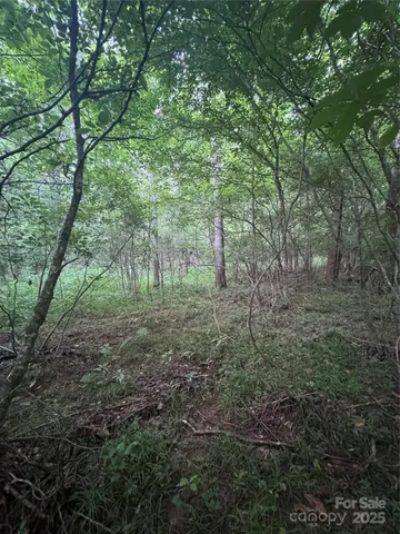 a view of a forest with trees in the background