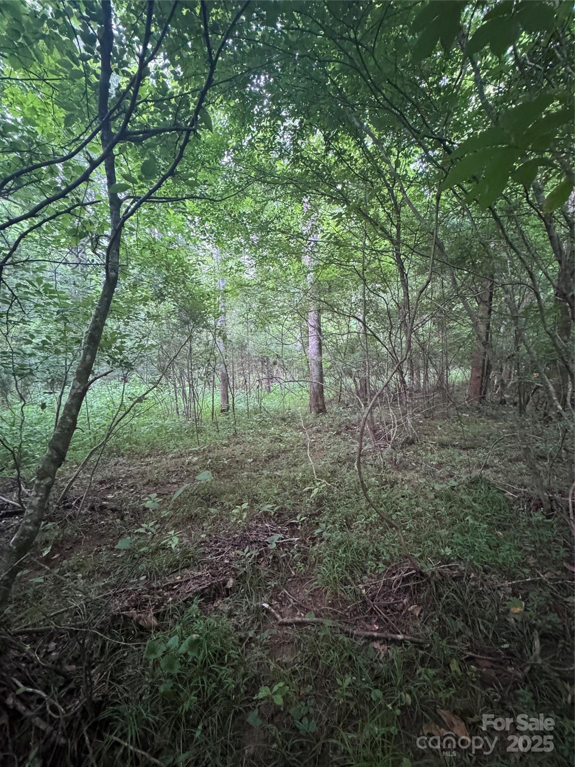 0 Clearwater Parkway, Unit 203 Rutherfordton, NC 28139 - Photo 13 of 27 a view of a forest with trees in the background