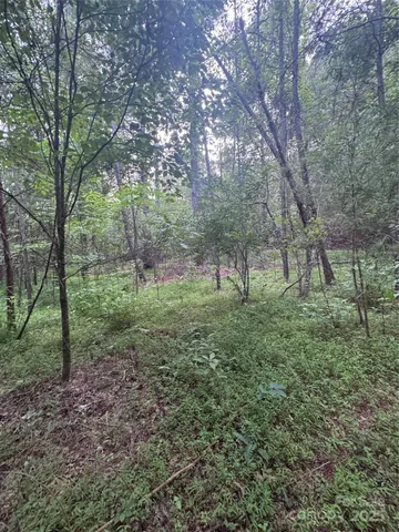 a view of a forest that has large trees