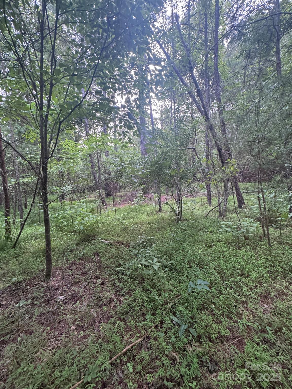 0 Clearwater Parkway, Unit 203 Rutherfordton, NC 28139 - Photo 14 of 27 a view of a forest that has large trees