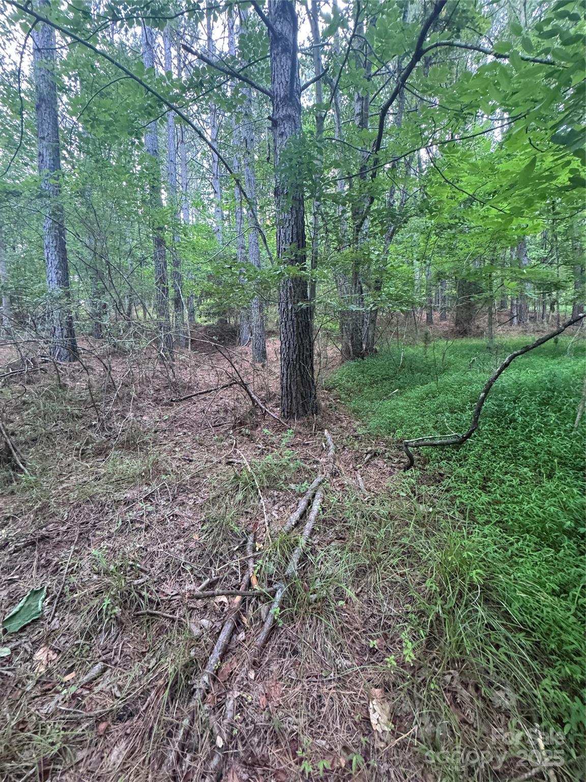 0 Clearwater Parkway, Unit 203 Rutherfordton, NC 28139 - Photo 16 of 27 a view of a forest with trees in the background
