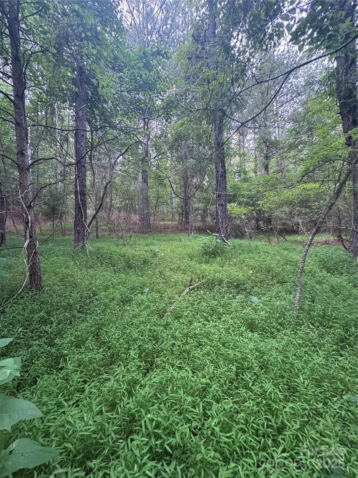 0 Clearwater Parkway, Unit 203 Rutherfordton, NC 28139 - Photo 17 of 27 a view of a lush green forest