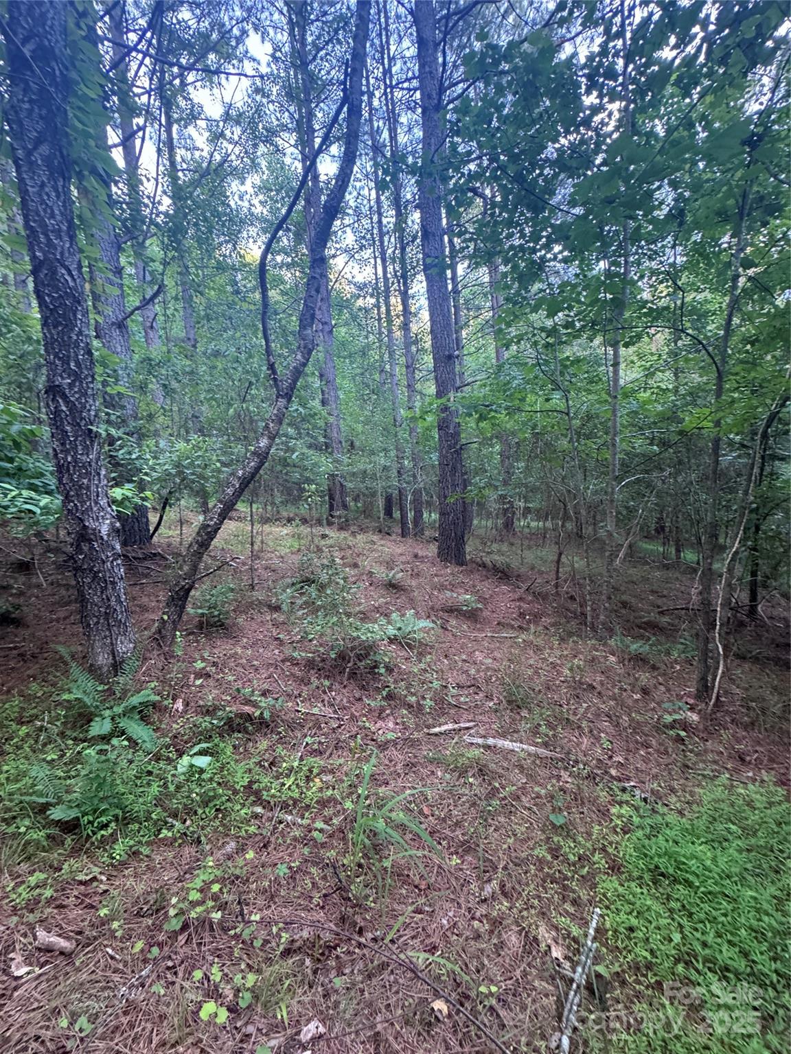 0 Clearwater Parkway, Unit 203 Rutherfordton, NC 28139 - Photo 19 of 27 a view of a forest filled with trees