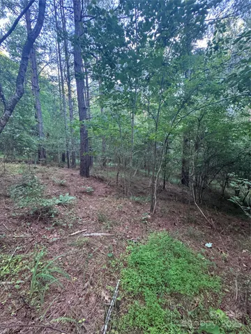 a view of a forest filled with trees