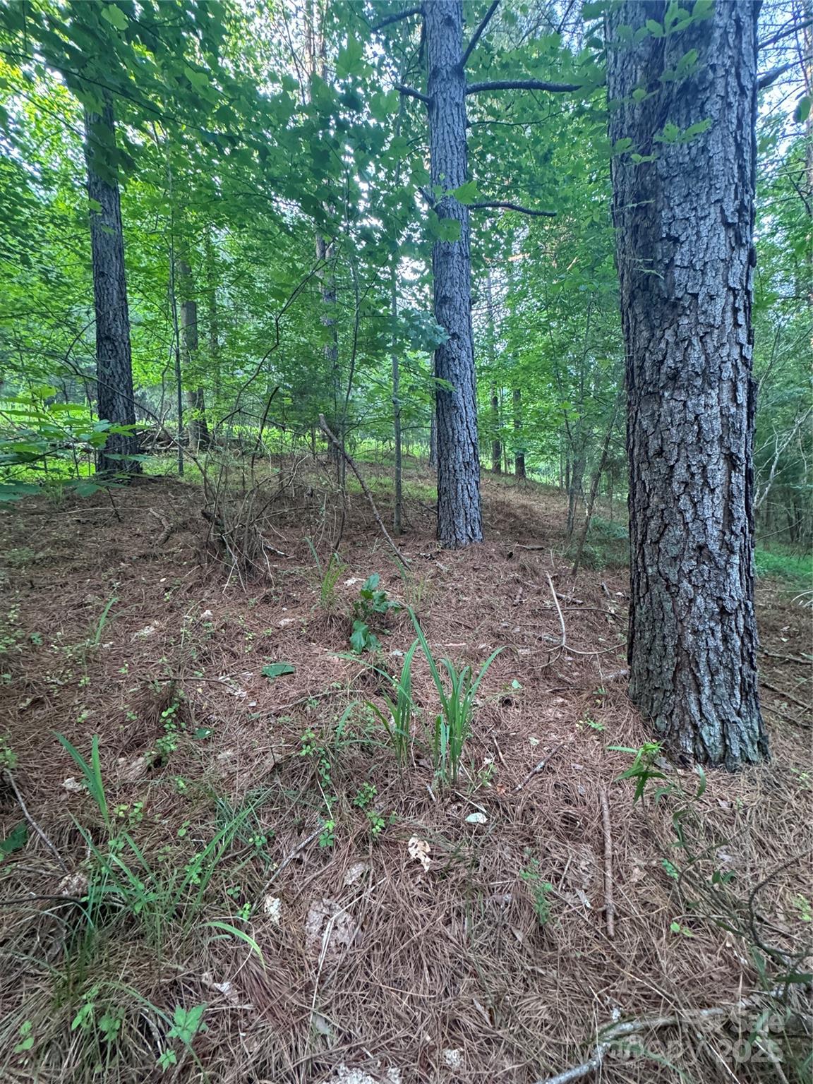 0 Clearwater Parkway, Unit 203 Rutherfordton, NC 28139 - Photo 2 of 27 a view of a forest that has large trees