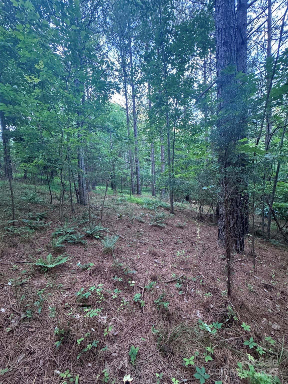 0 Clearwater Parkway, Unit 203 Rutherfordton, NC 28139 - Photo 22 of 27 a view of a forest with trees in the background