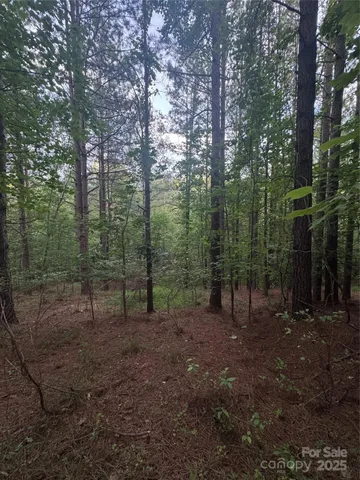 a view of a forest with trees in the background