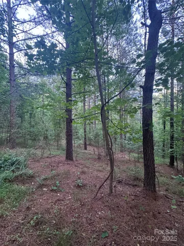 a view of a forest that has large trees
