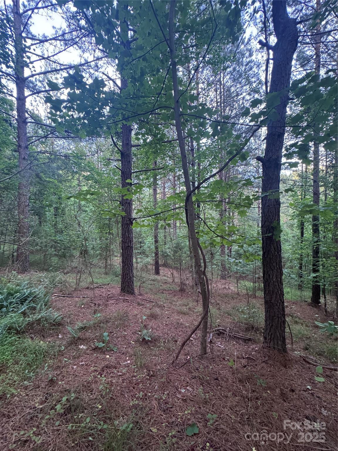 0 Clearwater Parkway, Unit 203 Rutherfordton, NC 28139 - Photo 24 of 27 a view of a forest that has large trees