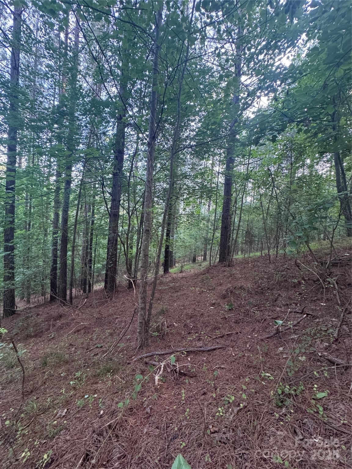 0 Clearwater Parkway, Unit 203 Rutherfordton, NC 28139 - Photo 25 of 27 a view of a forest with trees in the background