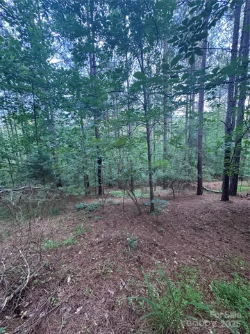 a view of a forest that has large trees