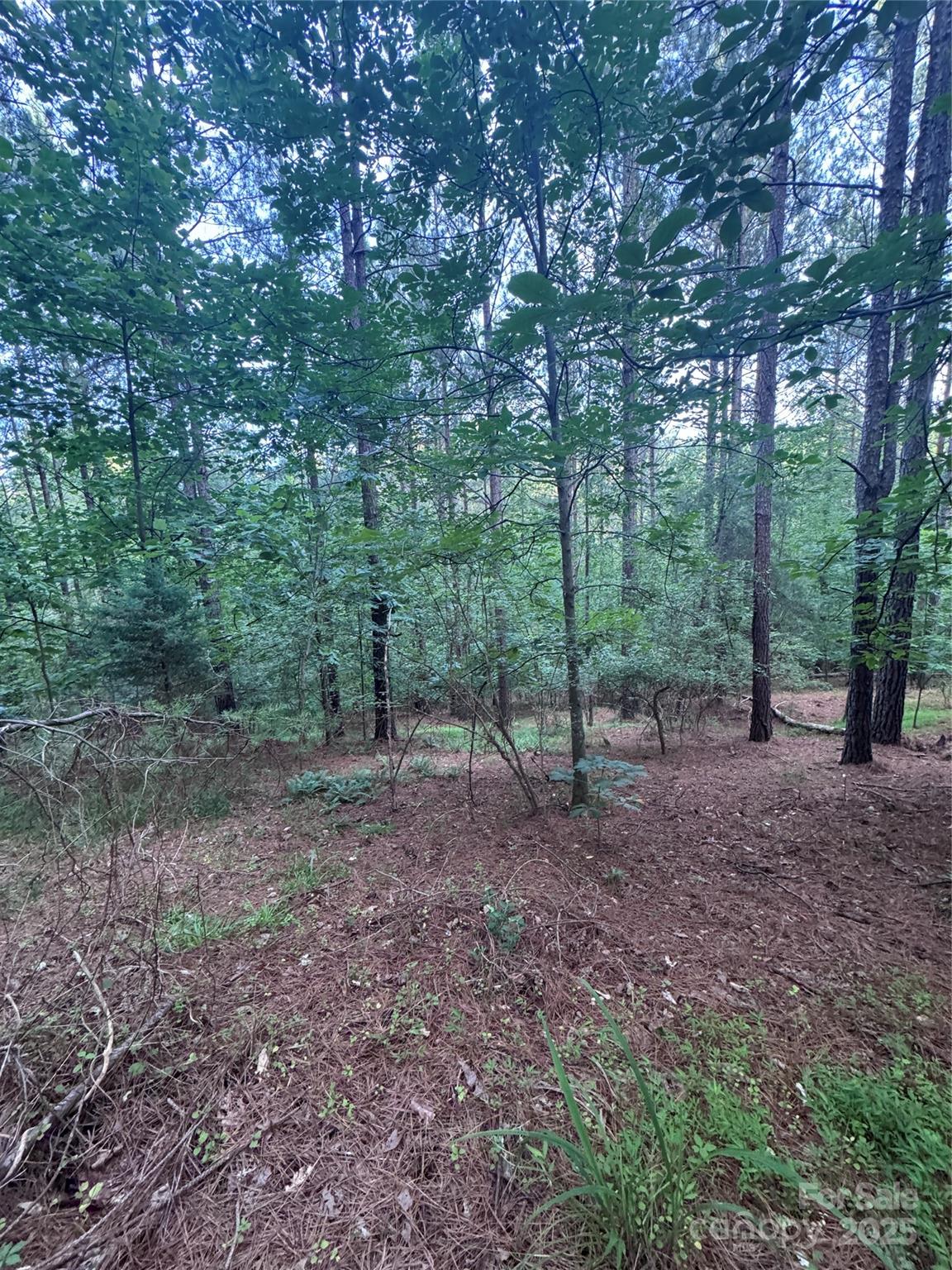 0 Clearwater Parkway, Unit 203 Rutherfordton, NC 28139 - Photo 3 of 27 a view of a forest that has large trees