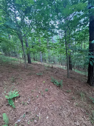a view of a yard with lots of trees