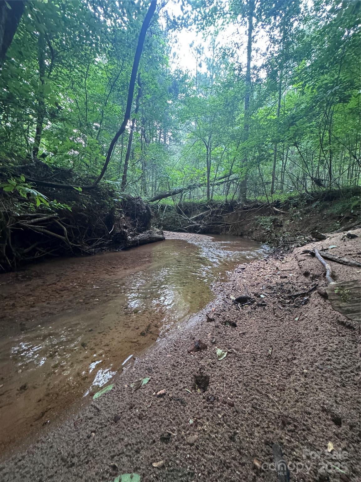0 Clearwater Parkway, Unit 203 Rutherfordton, NC 28139 - Photo 9 of 27 a view of a yard with plants and large trees