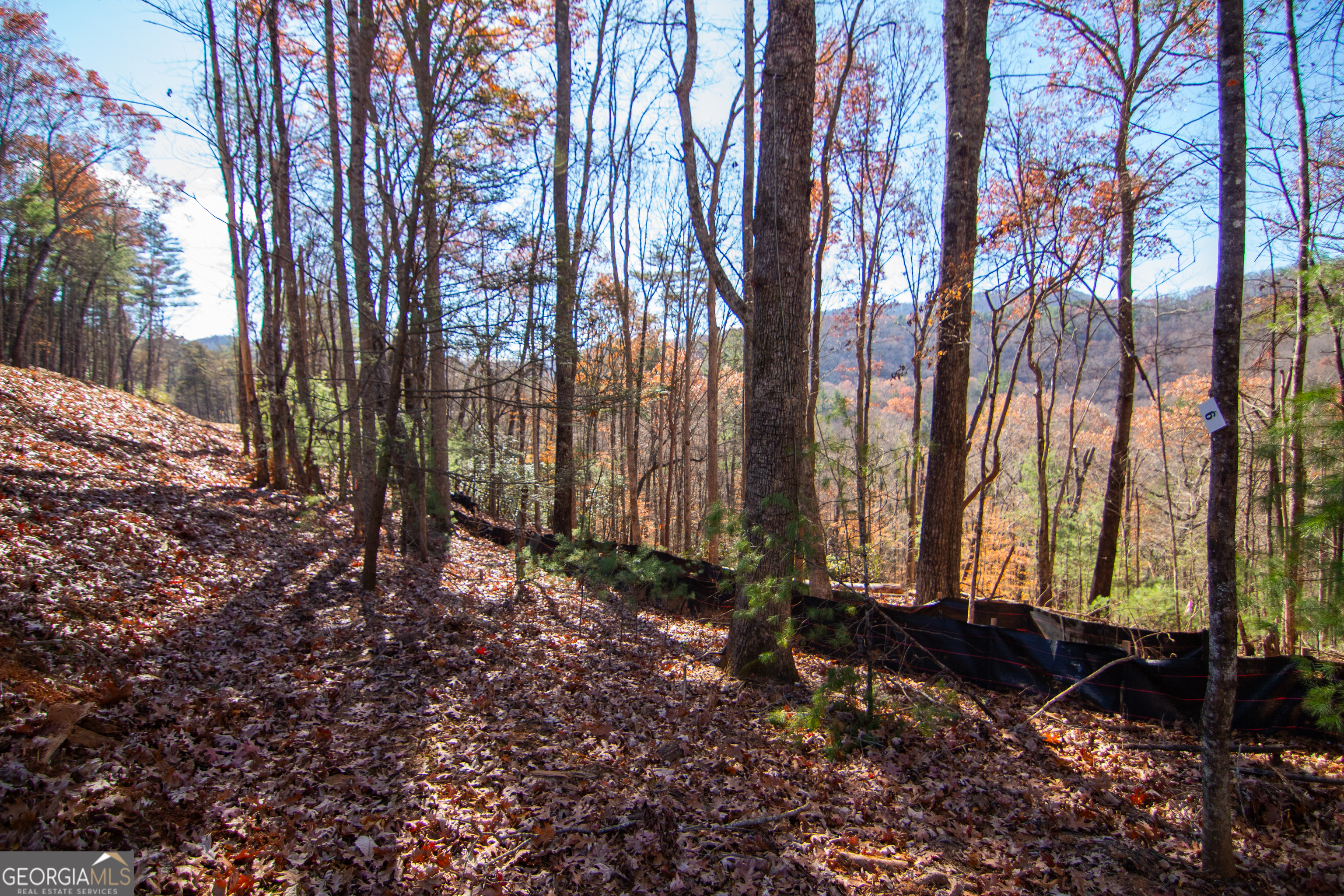 5 Clay's Way Cherry Log, GA 30522 - Photo 11 of 17 a view of a backyard with large trees