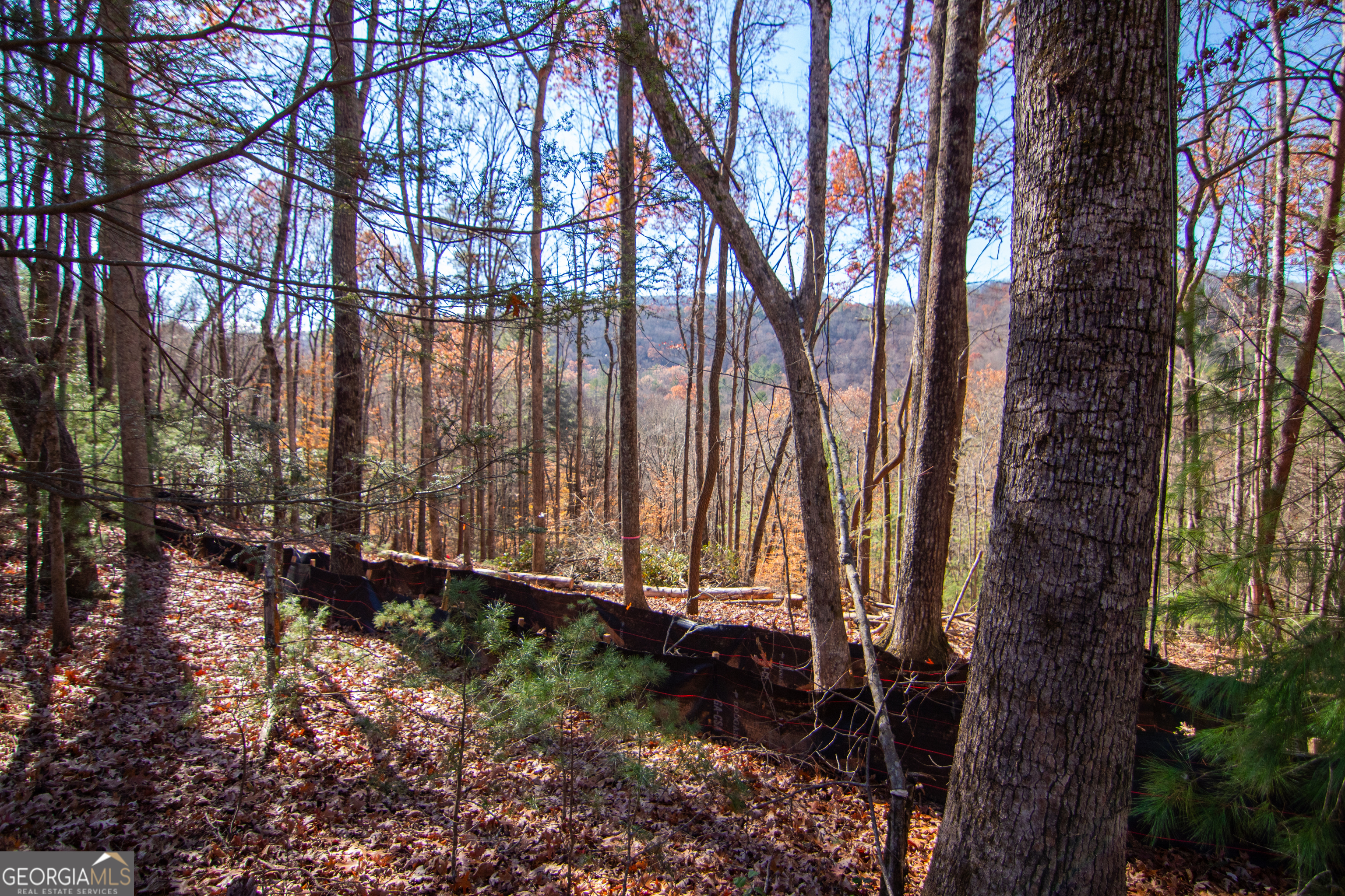 5 Clay's Way Cherry Log, GA 30522 - Photo 5 of 17 a view of backyard with green space