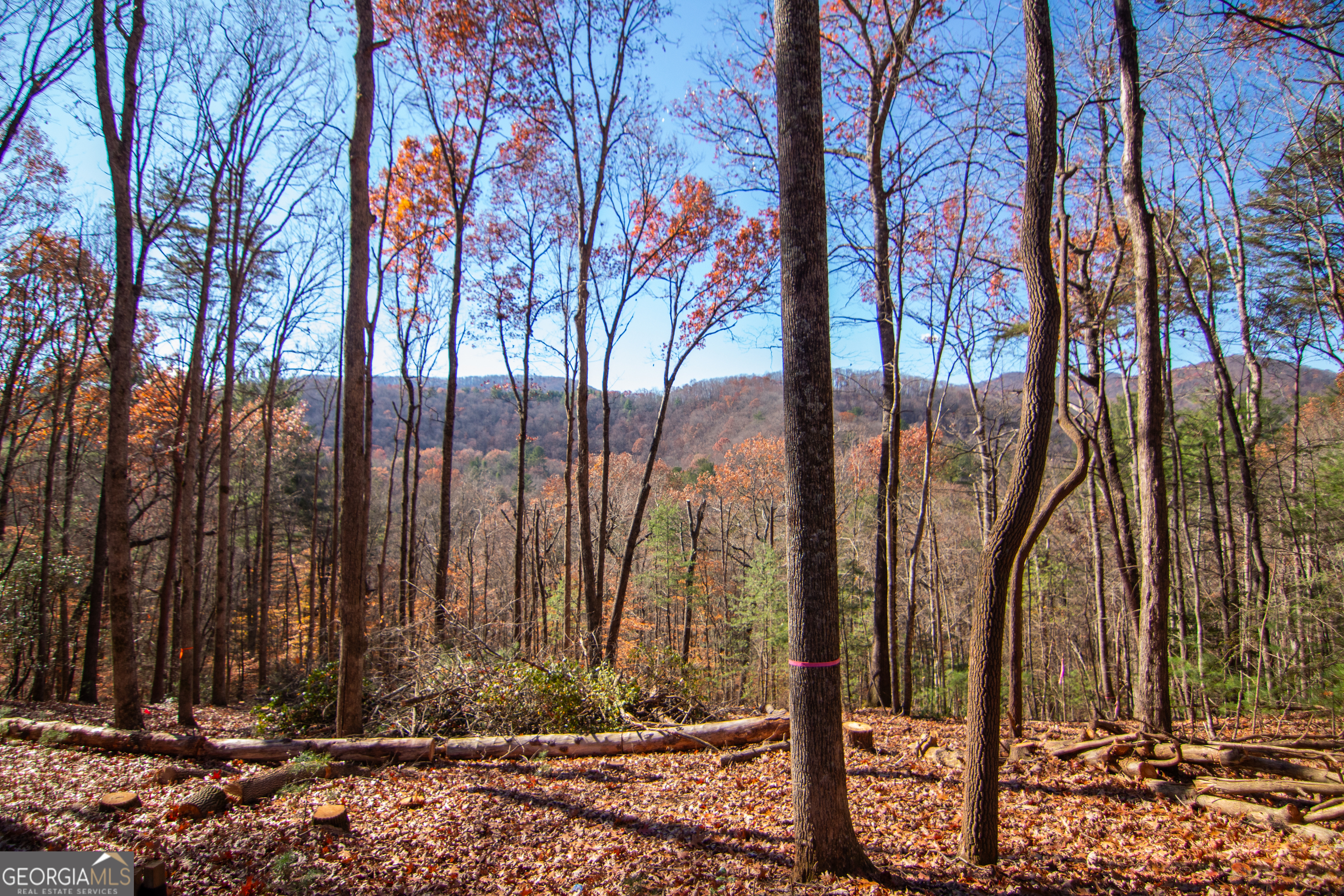 5 Clay's Way Cherry Log, GA 30522 - Photo 6 of 17 a view of a park with large tree